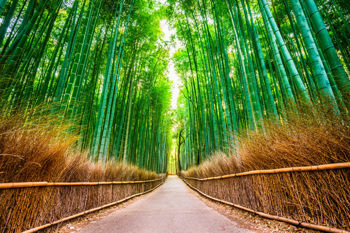 京都竹林