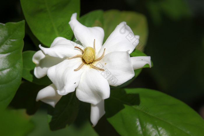 栀子药材花卉