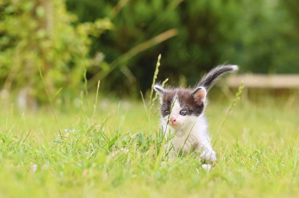 美丽小小猫和蓝色的眼睛. 