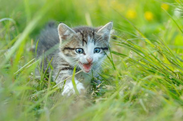 在绿色的草地的可爱小猫