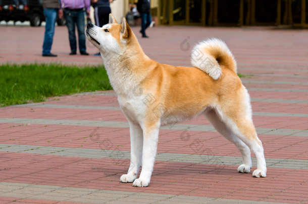 日本秋田<strong>犬</strong>的配置文件.