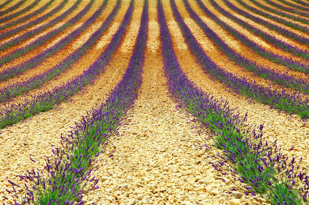 美妙的几何结构的薰衣草 ' 场、 valensole、 省