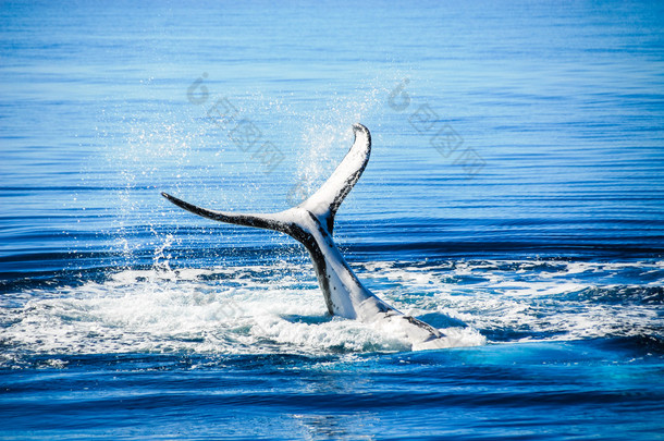 赫维湾 （澳大利亚昆士兰座头鲸)