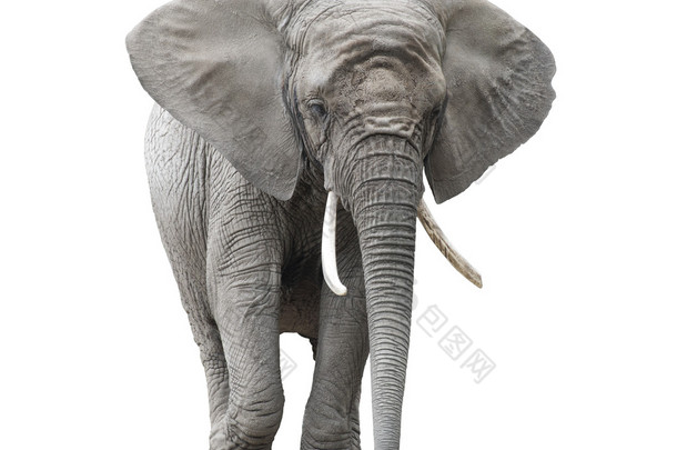 白色与<strong>剪切</strong>路径上孤立的非洲大象