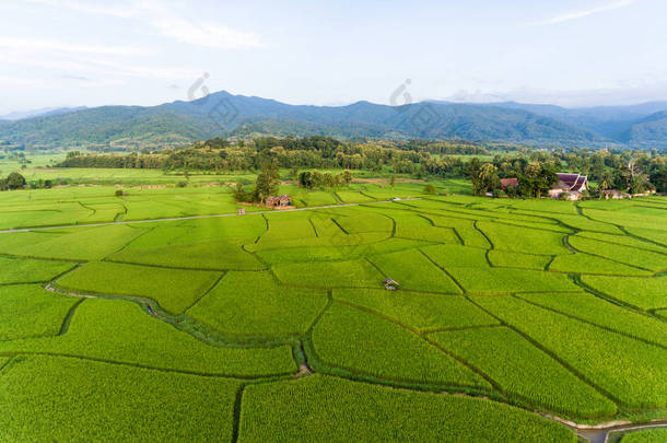 水稻农场地图，鸟瞰