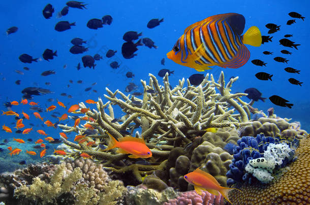 与学校的多彩的热带珊瑚礁<strong>水下</strong>全景 