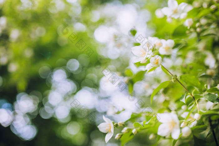 樱桃树开花