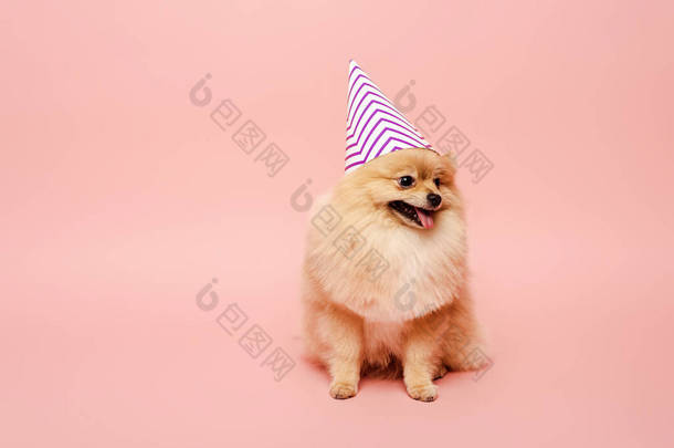 粉红的波美拉尼亚斯皮茨犬坐在派对上庆祝生日