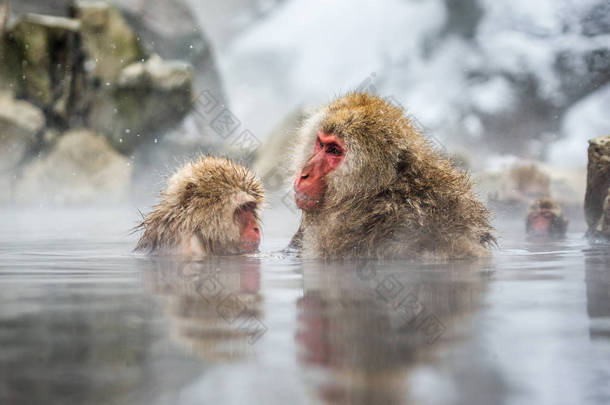 日本猕猴在温泉水中.