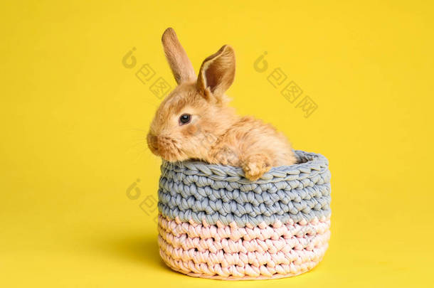 可爱的毛茸茸的复活节兔子在篮子在颜色背景