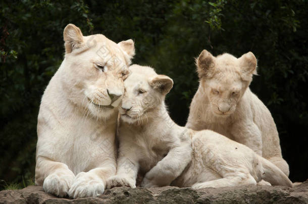 白狮子与小熊