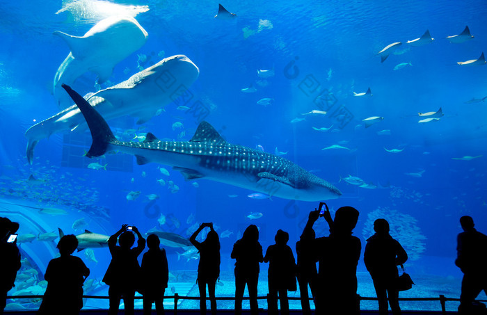 人们看着鱼在水族馆