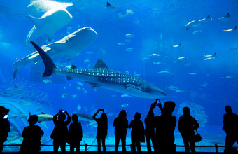 人们看着鱼在水族馆图片