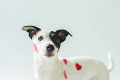 有趣的杰克罗素梗犬在红心, 白色