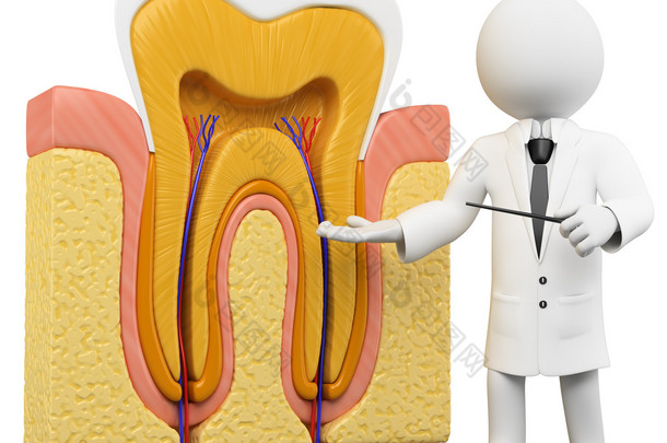 3d 白色。牙医与齿<strong>节</strong>