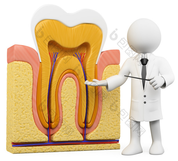 3d 白色。牙医与齿节