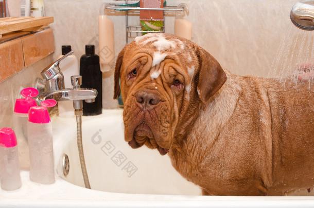 清洁浴 dogue de bordeax 品种的狗.