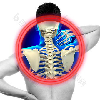 颈部疼痛颈椎上白色-真实解剖形态概念孤立图片