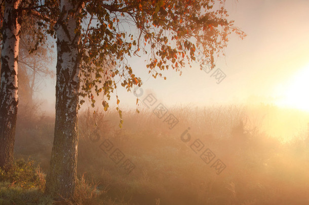 日出时的朦胧秋季森林