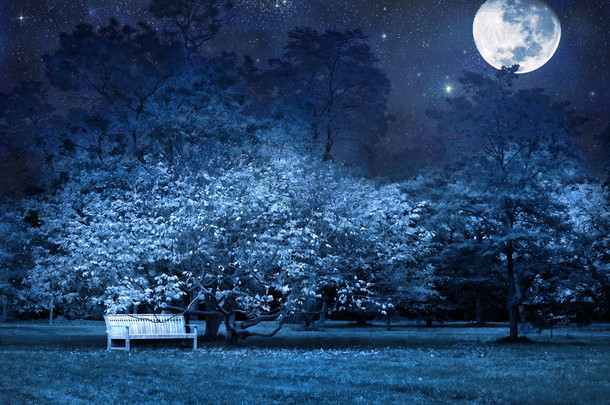 满月的夜晚在公园