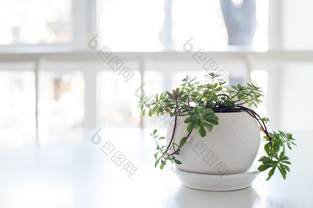 陶瓷煲上桌在背光的绿化家居植物