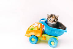 小猫坐在白色背景的蓝色玩具车里