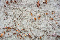 用棕色干葡萄树枝和树叶上白色粗糙的墙上，瓦尔多夫，德国上升的背景.