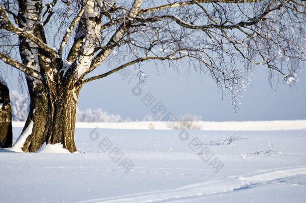 树在冬天与雪覆盖字段中