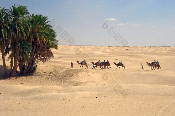 骆驼商队来到绿洲
