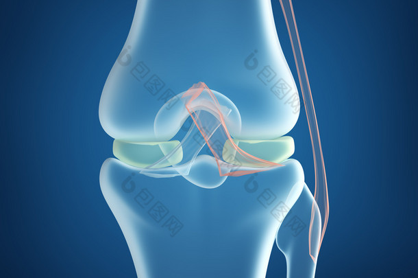 膝关节联合特写视图.