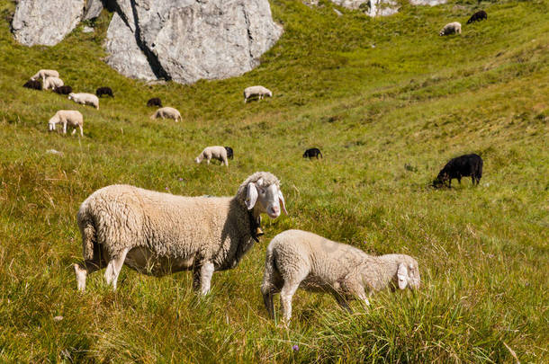 高山罗布泊耳的羊和小羊在草原上放牧