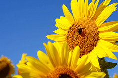 神话般的景观与向日葵和蜜蜂对天空上