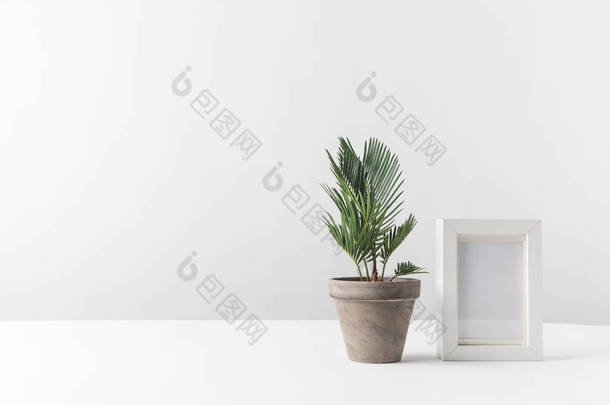 美丽的<strong>绿色</strong>盆栽植物和白色的空相框