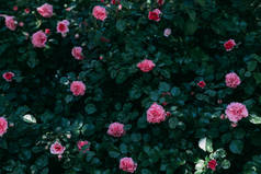 在绿灌木上特写粉红色玫瑰花的美景