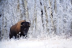 在雪地里的野牛，麋鹿岛国家公园、 艾伯塔省加拿大