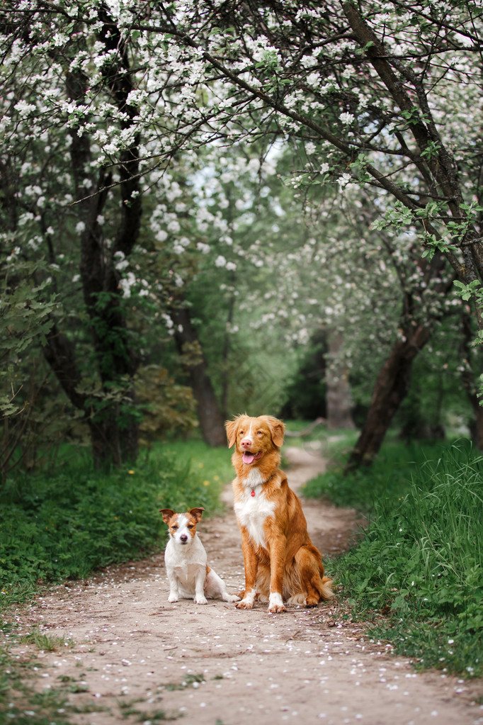 狗杰克罗素梗犬和狗新斯科舍省鸭寻回犬为背景，白色的花，在果园里走.