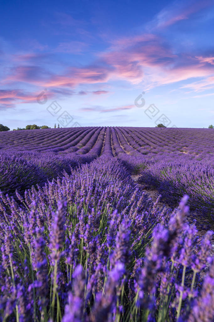 薰衣草花田夏天日落景观附近 Valensole