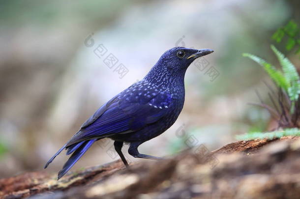 蓝吹口哨鹅口疮 (Myophonus caeruleus) 在北越<strong>谭</strong>耀宗道，