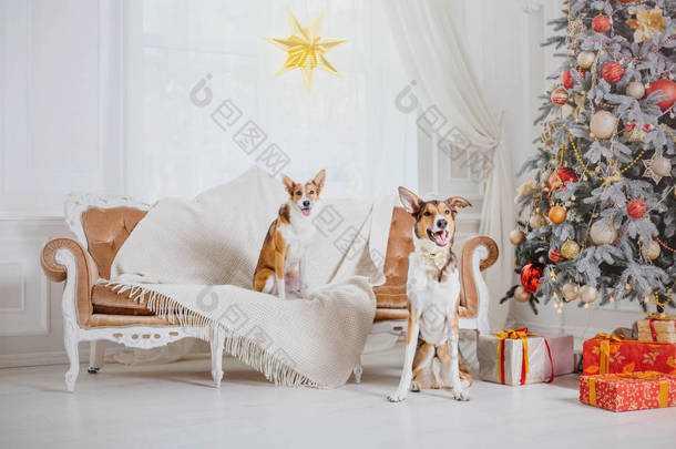 圣诞节背景上的狗。新年礼物。圣诞树。寒假