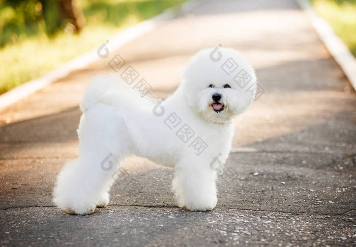 Bichon frize on nature background