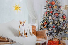 圣诞节背景上的狗。新年礼物。圣诞树。寒假