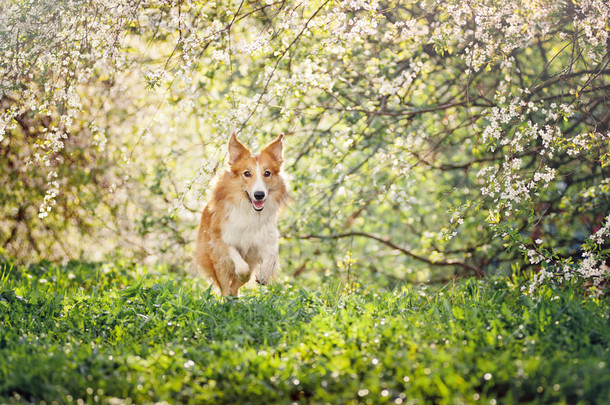 运行在春天的边境牧羊犬