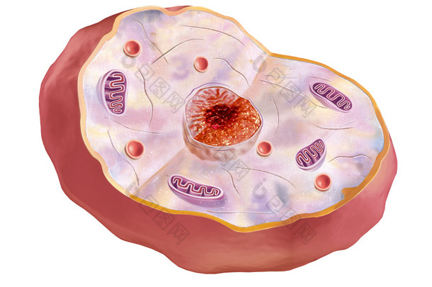人类<strong>细胞</strong>，解剖<strong>图像</strong>.