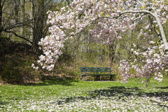 绿色公园长凳和玉兰树