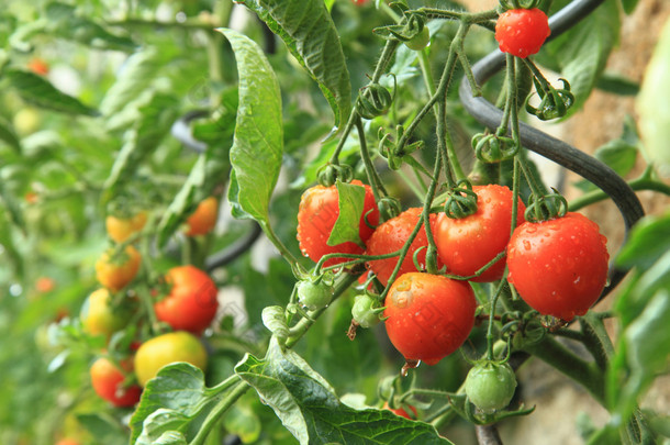 从<strong>家庭</strong>农场-番茄植物的详细信息 