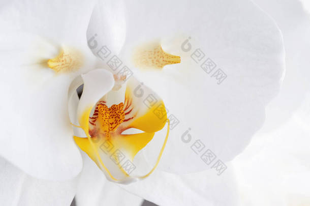 花的白色<strong>兰花</strong>特写。带有复制空间的浅色背景