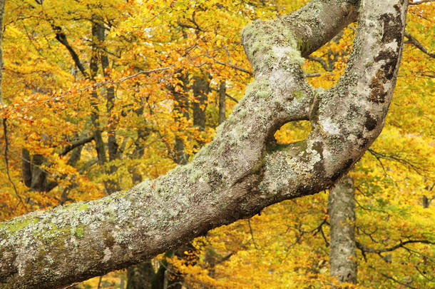 在秋天的时候，阿斯图利亚斯 montegrande 山毛榉森林里的唯一分公司.