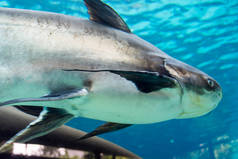 新加坡河野生动物园和新加坡动物园水族馆, 新加坡, 美联社