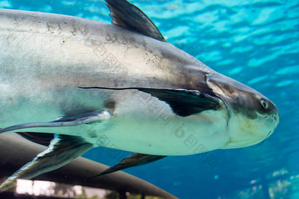 新加坡河野生动物园和新加坡动物园水族馆, 新加坡, 美联社