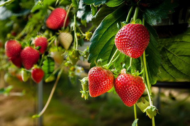 商业化种植的<strong>草莓</strong>